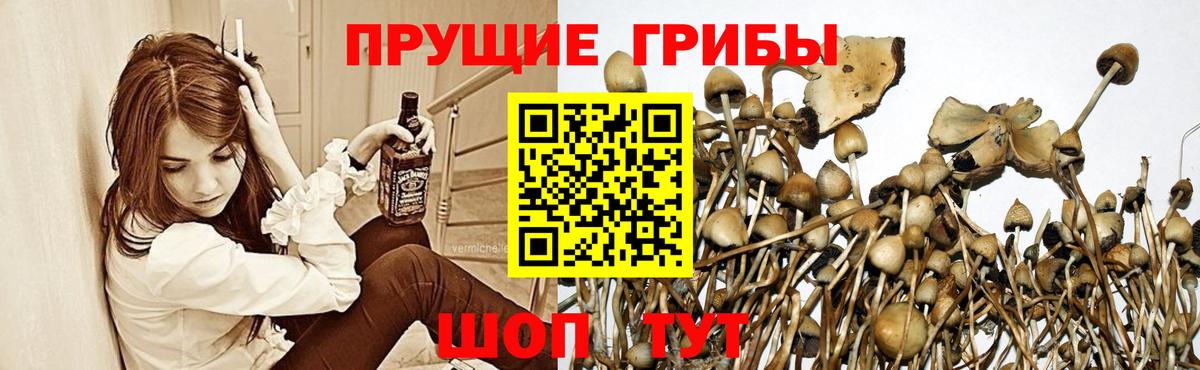 Галлюциногенные грибы Psilocybine cubensis  Галлюциногенные грибы Psilocybe  Алатырь  Вход с VPN 